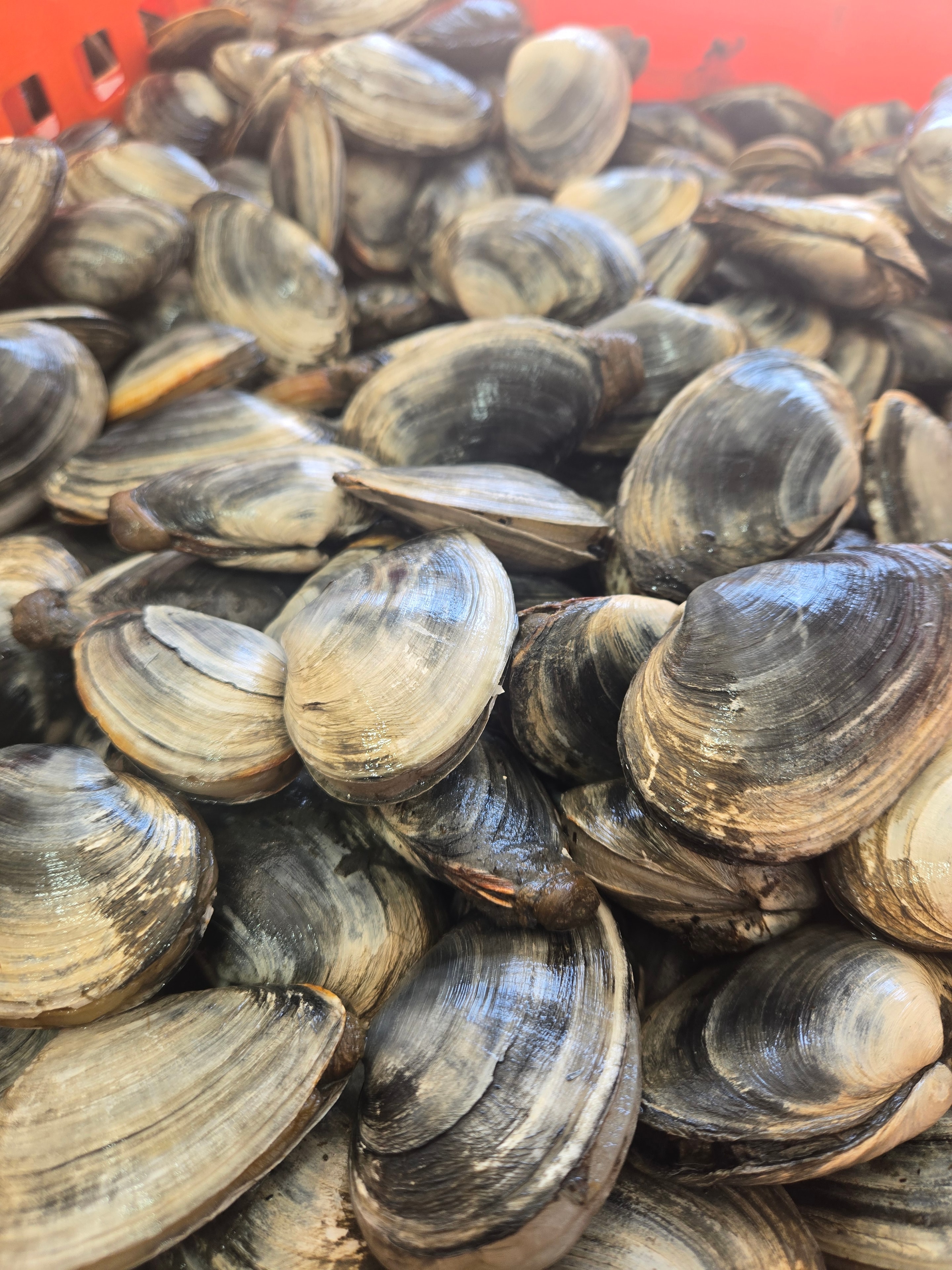 Fresh soft shell clams
